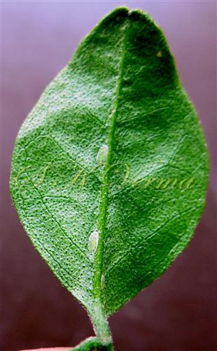  Leaflet